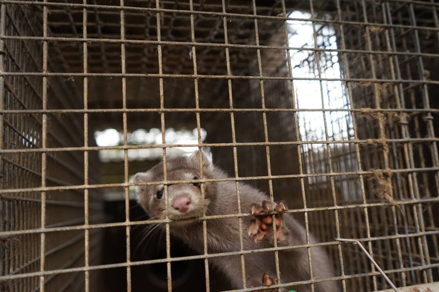 Norok v klietke na kožušinovej farme v Príbovciach pri Martine. FOTO: Humánny pokrok