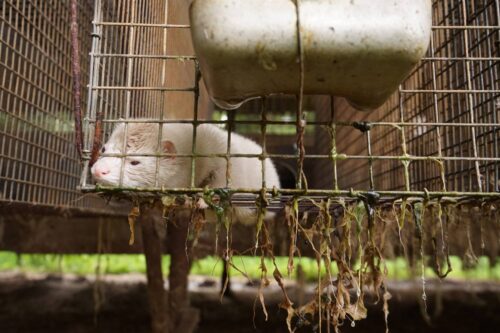 Kožušinová farma v Príbovciach 2018. FOTO: Humánny pokrok