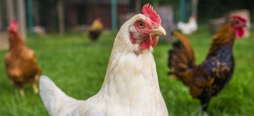 Bezklietkovy zavazok Burger King